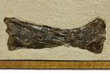Mounted and Framed Pterosaur (Pteranodon) Bones - Kansas #361450-4